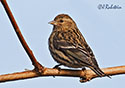 Carduelis spinus